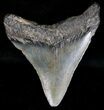 Bargain Megalodon Tooth - South Carolina #18420-2